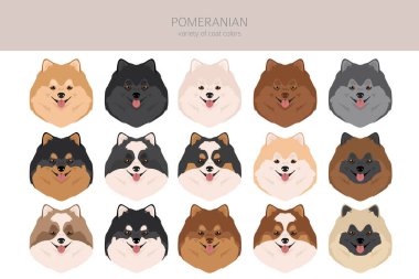 Pomeranya Alman Spitz Clipart. Farklı pozlar, farklı renkler. Vektör illüstrasyonu