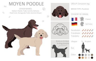 Moyen poodle, Medium poodle clipart. Different poses, coat colors set.  Vector illustration clipart