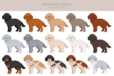 Miniature poodle clipart. Different poses, coat colors set.  Vector illustration clipart