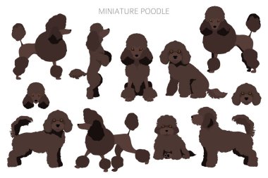 Miniature poodle clipart. Different poses, coat colors set.  Vector illustration clipart