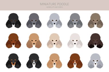 Miniature poodle clipart. Different poses, coat colors set.  Vector illustration clipart