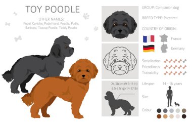 Toy poodle clipart. Different poses, coat colors set.  Vector illustration clipart