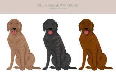 Portekizli Bekçi Köpeği Klibi. Tüm ceket renkleri ayarlandı. Bütün köpekler karakteristik bilgileri çoğaltır. Vektör illüstrasyonu