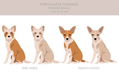 Portekiz Podengo Pequeno Clipart. Farklı pozlar, farklı renkler. Vektör illüstrasyonu