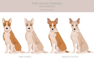 Portuguese Podengo Medio clipart. Different poses, coat colors set.  Vector illustration clipart