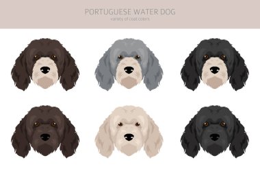 Portekiz su köpeği klipsi. Farklı pozlar, farklı renkler. Vektör illüstrasyonu
