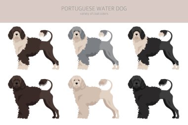 Portekiz su köpeği klipsi. Farklı pozlar, farklı renkler. Vektör illüstrasyonu
