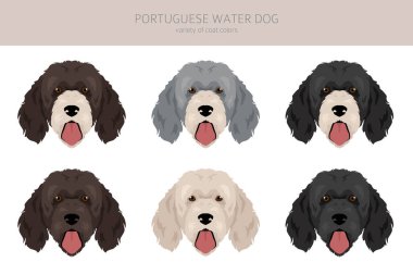 Portekiz su köpeği klipsi. Farklı pozlar, farklı renkler. Vektör illüstrasyonu