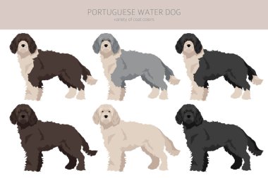 Portekiz su köpeği klipsi. Farklı pozlar, farklı renkler. Vektör illüstrasyonu