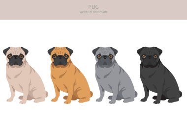 Pug klipsi. Farklı pozlar, farklı renkler. Vektör illüstrasyonu