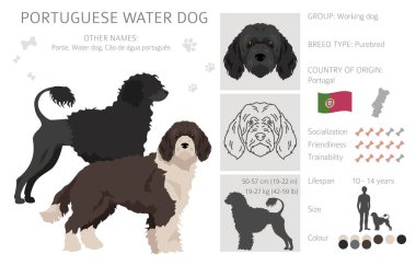 Portekiz su köpeği klipsi. Farklı pozlar, farklı renkler. Vektör illüstrasyonu