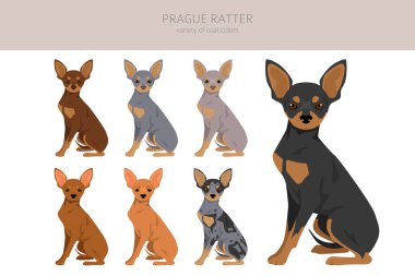 Prag Ratter kırpması. Tüm ceket renkleri ayarlandı. Bütün köpekler karakteristik bilgileri çoğaltır. Vektör illüstrasyonu