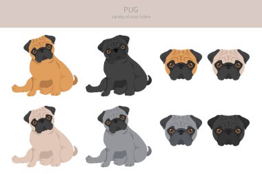 Pug klipsi. Farklı pozlar, farklı renkler. Vektör illüstrasyonu