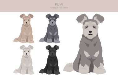 Pumi klipsi. Farklı pozlar, farklı renkler. Vektör illüstrasyonu