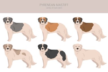 Pyrenean mastiff clipart. Farklı pozlar, farklı renkler. Vektör illüstrasyonu