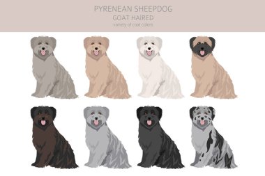 Pireneli çoban köpeği, keçi kıllı klipsi. Farklı pozlar, farklı renkler. Vektör illüstrasyonu
