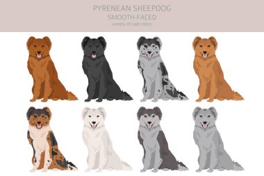 Pyrenean çoban köpeği, pürüzsüz yüzlü kırpıcı. Farklı pozlar, farklı renkler. Vektör illüstrasyonu