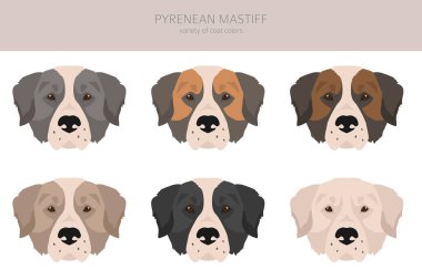 Pyrenean mastiff clipart. Farklı pozlar, farklı renkler. Vektör illüstrasyonu