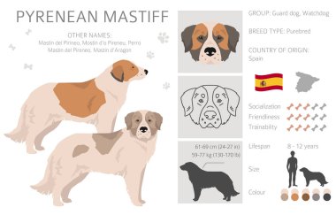 Pyrenean mastiff clipart. Farklı pozlar, farklı renkler. Vektör illüstrasyonu