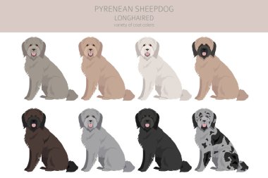 Pyrenean çoban köpeği, uzun saçlı Clipart. Farklı pozlar, farklı renkler. Vektör illüstrasyonu