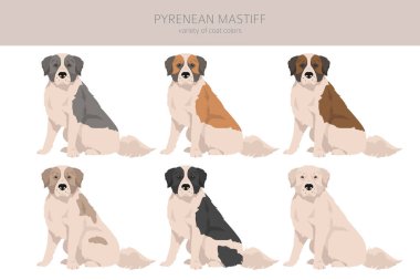 Pyrenean mastiff clipart. Farklı pozlar, farklı renkler. Vektör illüstrasyonu