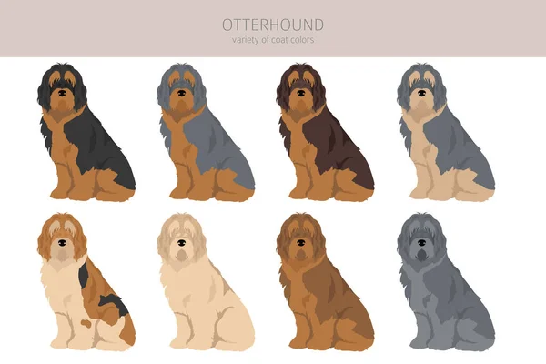 Otterhound Előfizető Különböző Pózok Kabát Színek Vektorillusztráció — Stock Vector