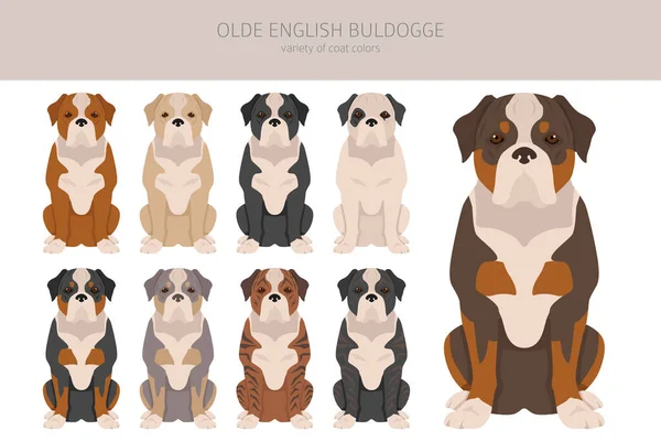 Olde English Bulldogge Leavitt Bulldog Clipart Poses Diferentes Conjunto Cores — Vetor de Stock