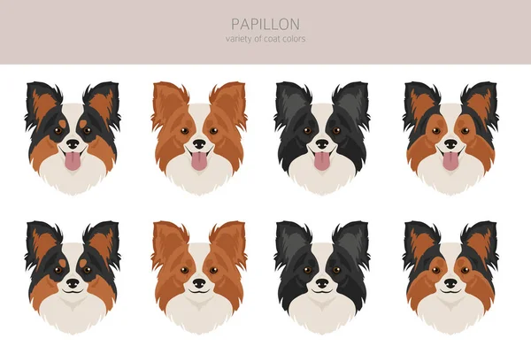 stock vector Papillon clipart. Different poses, coat colors set.  Vector illustration