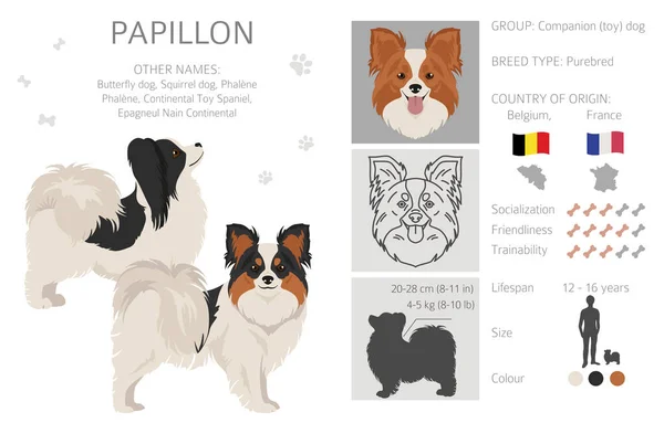 Papillon帮不同的姿势 不同的外套颜色 矢量说明 — 图库矢量图片