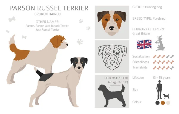 Párroco Russel Terrier Rompió Clipart Pelo Distintas Poses Colores Del — Vector de stock