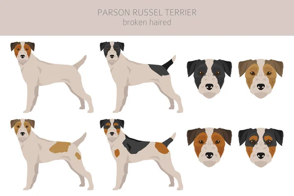 Parson Russel Terrier Quebrou Clipart Cabelo Poses Diferentes Conjunto Cores —  Vetores de Stock