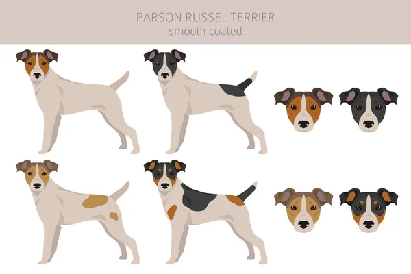 Párroco Russel Terrier Liso Clipart Recubierto Distintas Poses Colores Del — Vector de stock