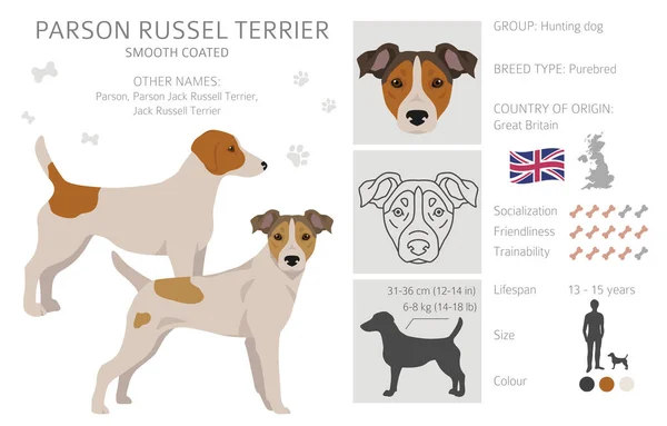 Parson Russel Terrier Glatt Beschichtet Clipart Verschiedene Posen Festgelegte Fellfarben — Stockvektor