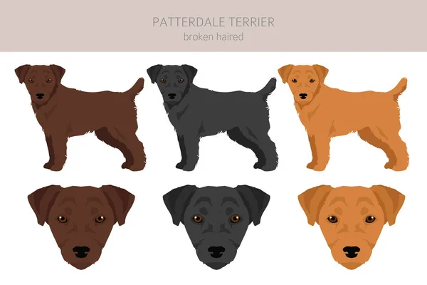 Patterdale Terrier Cheveux Cassés Clipart Toutes Les Couleurs Manteau Ensemble — Image vectorielle