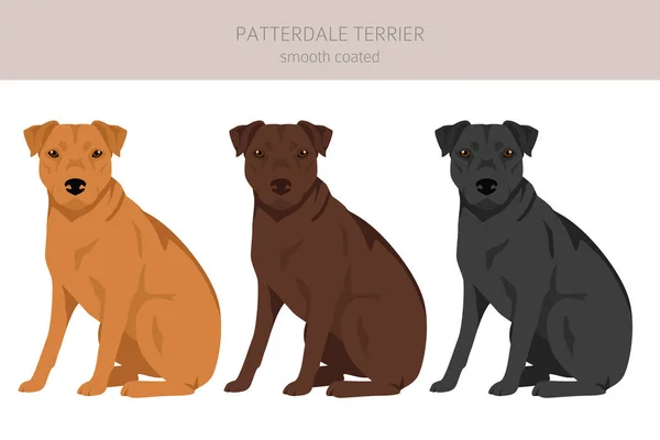 Patterdale Terrier Clipart Revestido Liso Todas Cores Casaco Definidas Todas — Vetor de Stock