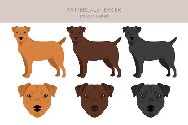 Patterdale Terrier Clipart Revestido Liso Todas Cores Casaco Definidas Todas — Vetor de Stock