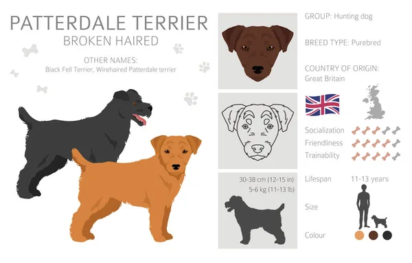 Patterdale Terrier Złamał Owłosiony Klif Wszystkie Kolory Płaszcza Ustawione Wszystkie — Wektor stockowy