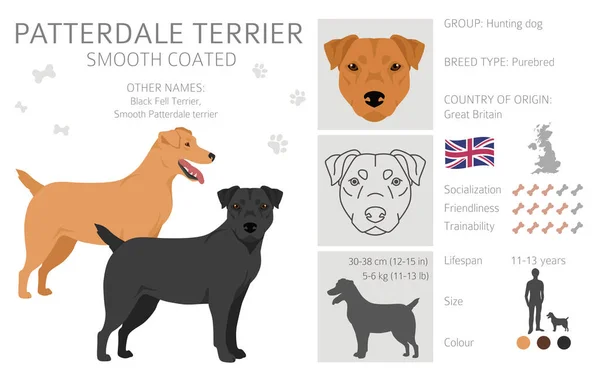 stock vector Patterdale terrier smooth coated clipart. All coat colors set.  All dog breeds characteristics infographic. Vector illustration