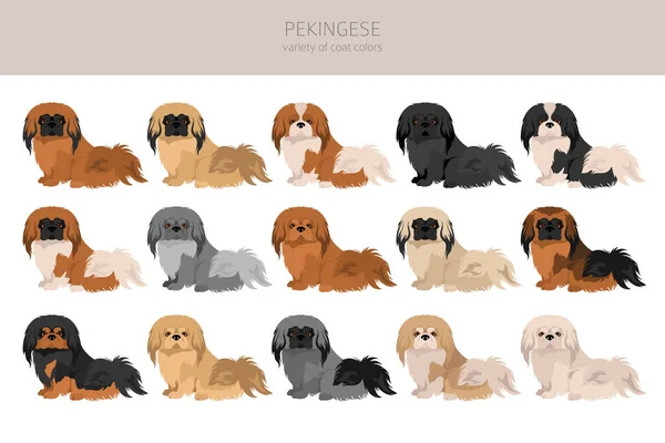 Σκυλί Του Πεκινουά Διαφορετικές Πόζες Σετ Χρωμάτων Εικονογράφηση Διανύσματος — Διανυσματικό Αρχείο