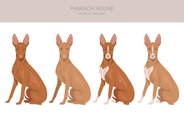 Farao Hound Clipart Verschillende Houdingen Jas Kleuren Set Vectorillustratie — Stockvector