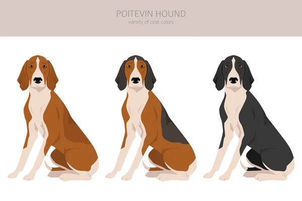 Poitevin Hound Clipart All Coat Colors Set All Dog Breeds — Stock Vector