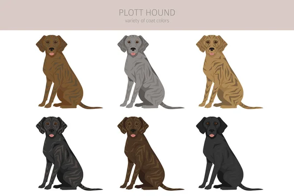 Plott Hound Clipart Distintas Poses Colores Del Abrigo Establecidos Ilustración — Vector de stock