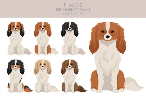 stock vector Phalene, Drop - eared Papillon clipart. Different poses, coat colors set.  Vector illustration