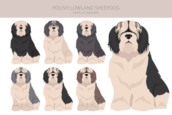 波兰低地牧羊犬群不同的姿势 不同的外套颜色 矢量说明 — 图库矢量图片