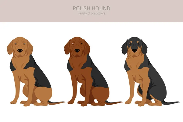 波兰猎狗集团所有的外套颜色都设置好了 所有的狗都有信息特征 矢量说明 — 图库矢量图片