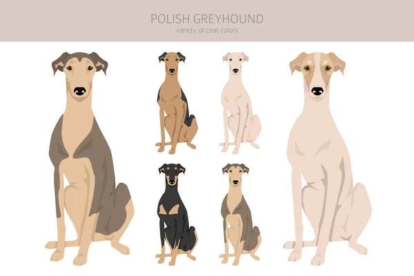 Polish Greyhound Clipart All Coat Colors Set All Dog Breeds — Stock Vector