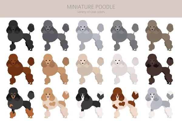 Clipart Poodle Miniatura Poses Diferentes Conjunto Cores Casaco Ilustração Vetorial — Vetor de Stock