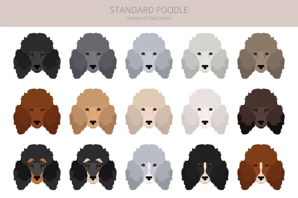 Klien Poodle Standar Pose Yang Berbeda Warna Mantel Ditetapkan Ilustrasi - Stok Vektor