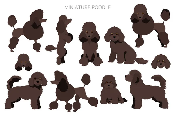 Clipart Poodle Miniatura Poses Diferentes Conjunto Cores Casaco Ilustração Vetorial —  Vetores de Stock