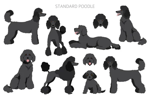 Standard Poodle Clipart Different Poses Coat Colors Set Vector Illustration — Stock Vector